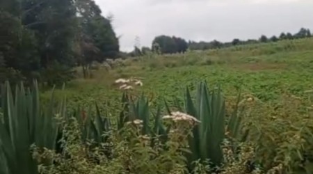 3 acres in Ndeiya on tarmac for sale