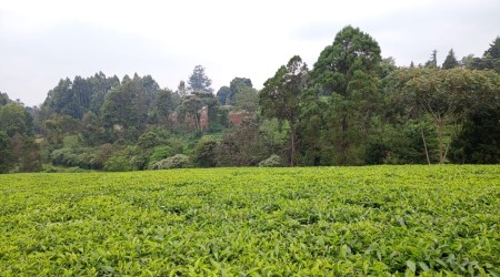 3/4 of an acre for sale in Tigoni